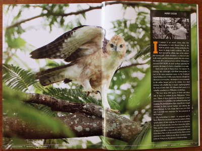 Pages 124-125 of the EOS 7D Digital SLR Handbook features a short article about wild bird photographer Romy Ocon, plus a full-spread photo of a 
Philippine Hawk-Eagle (Spizaetus philippensis, a Philippine endemic, immature) captured at Subic rainforest with a hand held 20D + 500 f4 IS + Canon 1.4x TC.