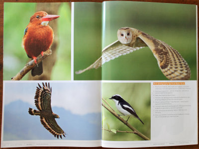 Pages 126-127 of the EOS 7D Digital SLR Handbook lists some bird photography tips from Romy Ocon, plus photos of (from  top left, clockwise) a White-throated Kingfisher, an Australasian Grass-Owl, a 
Little Pied Flycatcher and a  Philippine Serpent-Eagle (all species and sub-species endemic to the Philippines). Shooting gear and information are available at the clickable links. 
