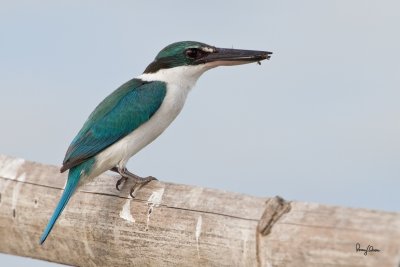 Collared Kingfisher (Todiramphus chloris) 

Habitat: Coastal areas to open country, but seldom in forest 

Shooting info - Coastal Lagoon, Manila Bay, March 9, 2010, 7D + 400 2.8 IS + Canon 2x TC, 800 mm,
f/7.1, ISO 200, 1/200 sec, manual exposure in available light, bean bag, near full frame resized to 1500x1000, 13.1 m shooting distance
