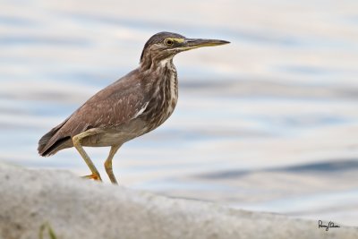 Little Heron (Butorides striatus) 

Habitat - Exposed coral reefs, tidal flats, mangroves, fishponds and streams.

Shooting info - Coastal Lagoon, Manila Bay, March 9, 2010, 7D + 400 2.8 IS + Canon 2x TC, 800 mm,
f/6.3, ISO 400, 1/160 sec, manual exposure in available light, bean bag, near full frame resized to 1500x1000, 16.0 m shooting distance
