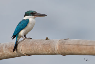 Collared Kingfisher (Todiramphus chloris) 

Habitat: Coastal areas to open country, but seldom in forest 

Shooting info - Coastal Lagoon, Manila Bay, March 9, 2010, 7D + 400 2.8 IS + Canon 2x TC, 800 mm,
f/8, ISO 200, 1/200 sec, manual exposure in available light, bean bag, near full frame resized to 1500x1000, 16.0 m shooting distance
