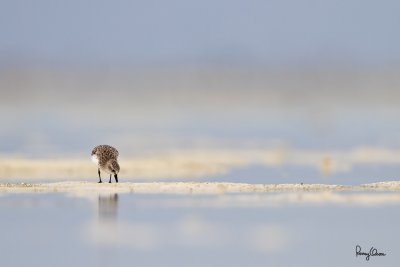 Rufous-necked Stint (Calidris ruficollis, migrant) 

Habitat - Mud flats and ricefields. 

Shooting info - Olango Island, Cebu, March 20, 2010, 7D + 500 f4 IS + Canon 1.4x TC, Osawa ground support, 
700 mm,  f/6.3, ISO 250, 1/1000 sec, manual exposure in available light, near full frame, 32.4 m distance. 
