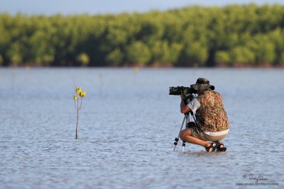 NILO SHOOTS IN GOLDEN LIGHT. Birding buddy Nilo A. shoots at water birds in golden late afternoon light.

Shooting info - Olango Island, Cebu, March 19, 2010, 7D + 500 f4 IS, 3421/A-328 support,
500 mm,  f/5, ISO 400, 1/1600 sec, manual exposure in available light, near full frame. 
