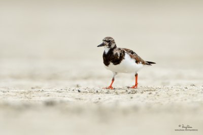Ruddy Turnstone (Arenaria interpres, migrant) 

Habitat - Uncommon along coast on exposed mud and coral flats. 

Shooting info - Olango Island, Cebu, March 20, 2010, 7D + 500 f4 IS + Canon 1.4x TC, Osawa ground support, 
700 mm, f/6.3, ISO 250, 1/1000 sec, manual exposure in available light, major crop, 25.2 m distance. 
