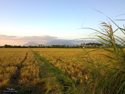 MT. BANAHAW AT SUNSET. This enchanted mountain at nearby Quezon province towers over the newly harvested ricefields of San Juan, Batangas. 

Shooting info - San Juan, Batangas, April 15, 2010, Nokia N97, 5.4 mm, f/2.8, ISO 100, 1/250 sec, hand held, GPS Latitude = 1348'11.1857, GPS Longitude = 12125'46.6696, GPS Altitude = 19m ASL.