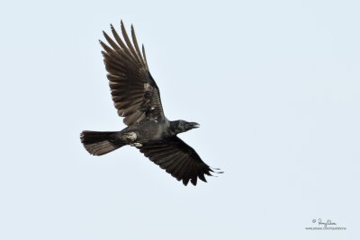 Large-billed Crow (Corvus macrorhynchos, resident) 

Habitat - open country. 

Shooting info - San Juan, Batangas, April 16, 2010, 7D + 400 2.8 IS + Canon 1.4x TC, 560 mm, f/4.5, ISO 400, 1/1600 sec, 475B/3421 support, near 100% crop, 
GPS Latitude = 13°48'04.24, GPS Longitude = 121°26'28.64. 

