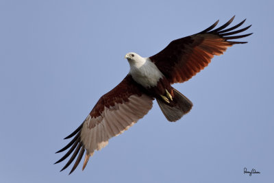 Brahminy Kite (Haliastur indus, resident) 

Habitat - Open areas often near water, and also in mountains to 1500 m. 

Shooting info - Binmaley, Pangasinan, April 22, 2010, 5D2 + 100-400 IS, 400 mm, f/5.6, ISO 400, 1/2000 sec, hand held, 
manual exposure in available light, near full frame, 18.1 m distance, GPS Latitude = 1600'56.69, GPS Longitude = 12015'15.48. 
