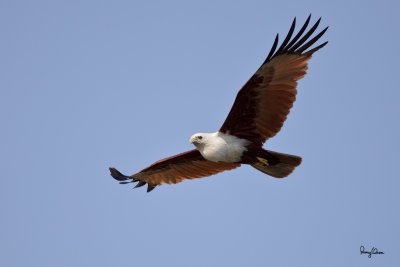 Brahminy Kite (Haliastur indus, resident) 

Habitat - Open areas often near water, and also in mountains to 1500 m. 

Shooting info - Binmaley, Pangasinan, April 22, 2010, 5D2 + 100-400 IS, 400 mm, f/5.6, ISO 400, 1/2000 sec, hand held, 
manual exposure in available light, major crop, 30.30 m distance, GPS Latitude = 1600'56.69, GPS Longitude = 12015'15.48. 
