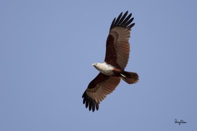 Brahminy Kite (Haliastur indus, resident) 

Habitat - Open areas often near water, and also in mountains to 1500 m. 

Shooting info - Binmaley, Pangasinan, April 22, 2010, 5D2 + 100-400 IS, 400 mm, f/5.6, ISO 400, 1/2000 sec, hand held, 
manual exposure in available light, major crop, 30.30 m distance, GPS Latitude = 16°00'56.69, GPS Longitude = 120°15'15.48