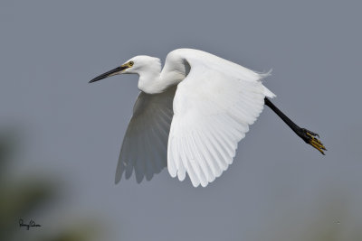 Little Egret (Egretta garzetta, migrant) 

Habitat: Coastal marsh and tidal flats to ricefields. 

Shooting info - Binmaley, Pangasinan, April 22, 2010, 7D + 400 2.8 IS + 1.4x TC, 560 mm, f/5.6, ISO 400, 1/4000 sec, 475B/3421 support, 
manual exposure in available light, near full frame, 28.7 m distance, GPS Latitude = 1600'56.69, GPS Longitude = 12015'15.48. 