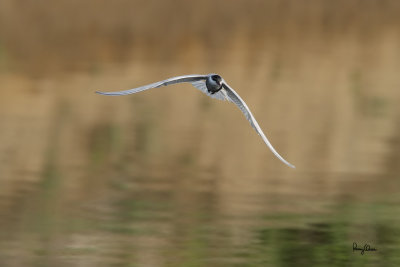 Whiskered Tern (Chlidonias hybridus, migrant, breeding plumage) 

Habitat - Bays, tidal flats to ricefields. 

Shooting info - Binmaley, Pangasinan, May 26, 2010, 7D + 400 2.8 IS + 1.4x TC, 475B/3421 support, 560 mm, f/5.6, ISO 400, 1/1600 sec, 
manual exposure in available light, near full frame, GPS Latitude = 16°00'56.69, GPS Longitude = 120°15'15.48. 
