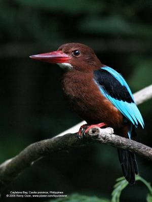 White-throated Kingfisher

Scientific name - Halcyon smyrnensis

Habitat - Clearings, along large streams and rivers, and in open country.