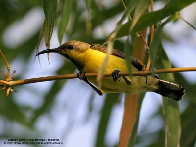 Olive-backed Sunbird (Male)

Scientific name - Nectarinia jugularis 

Habitat - Common lowland sunbird