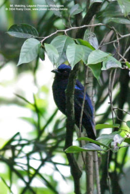 Philippine Fairy-Bluebird 
(a Philippine endemic) 

Scientific name - Irena cyanogaster cyanogaster 

Habitat - Common in forest canopy, below 1000 m.
