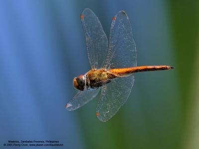 Amazing auto-focus performance of the 20D + 400 5.6L in AI servo at a dragonfly in flight.