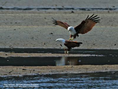 Brahminy Kite 

Scientific name - Haliastur indus 

Habitat - Open areas often near water, and also in mountains to 1500 m 

[350D + Sigmonster (Sigma 300-800 DG)]
