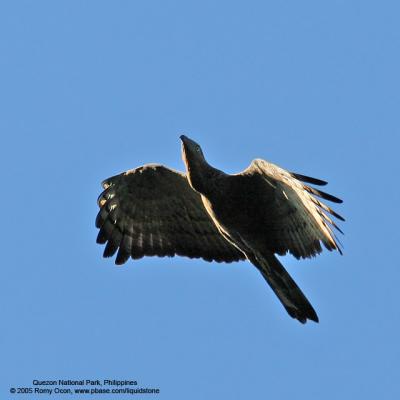 Oriental Honeybuzzard 

Scientific name - Pernis ptilorhynchus 

Habitat - Common, seen soaring above or near forest below 1500 m.

[20D + 400 5.6L, hand held]