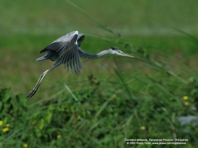 Grey Heron 

Scientific name - Ardea cinerea 

Habitat - Uncommon in wetlands. 

[350D + Sigmonster (Sigma 300-800 DG)]
