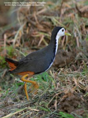 White-Breasted Waterhen 

Scientific name - Amaurornis phoenicurus 

Habitat - Wetter areas - grasslands, marshes and mangroves. 

[350D + Sigmonster (Sigma 300-800 DG)]