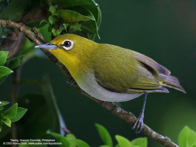Lowland White-eye 
(a near Philippine endemic) 

Scientific name - Zosterops meyeni 

Habitat - Second growth, scrub and gardens. 

[350D + Sigmonster (Sigma 300-800 DG)]
