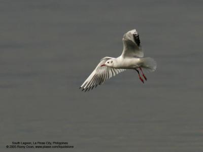 Black-Headed Gull
Scientific name - Larus ridibundus
Habitat - Uncommon along coast at river mouths, in bays, mud and coral flats, and ricefields.
[1DMII + 400 5.6L + Sigma 1.4x TC, hand held, AI servo AF, manual exposure)