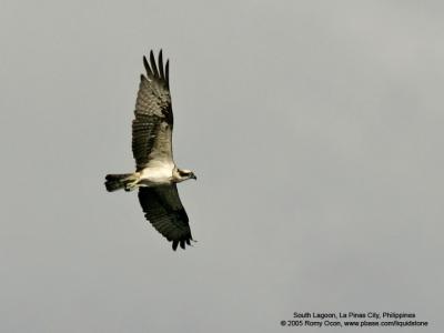 Osprey 

Scientific name - Pandion haliaetus 

Habitat - Associated with water both along coast and inland. 

[1DMII + 400 5.6L, hand held, manual exposure]
