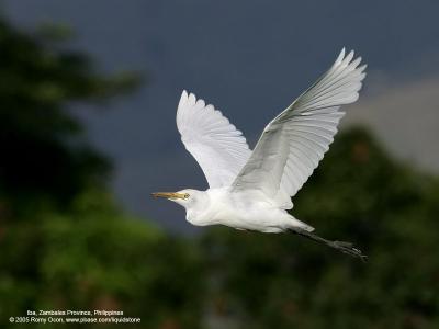 Cattle Egret 

Scientific name: Bubulcus ibis 

Habitat: Pastures, ricefields and marshes. 

[1DM2 + 400 5.6L, hand held, manual exposure] 

