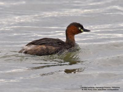 Little Grebe 

Scientific name - Tachybaptus ruficollis 

Habitat - Uncommon, in freshwater ponds or marshes. 

[20D + Sigmonster (Sigma 300-800 DG)]
