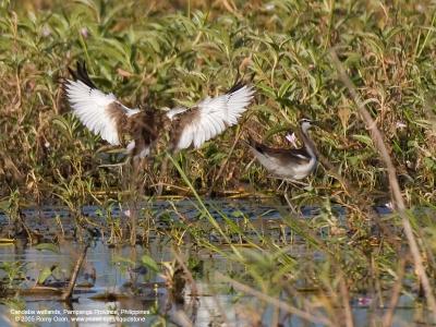 Pheasant-Tailed Jacana 

Scientific name - Hydrophasianus chirurgus 

Habitat - In wetlands with floating or emergent vegetation 

[20D + Sigmonster (Sigma 300-800 DG)]
