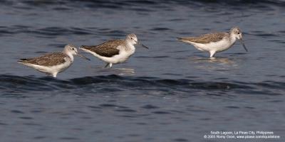 Common Greenshank 

Scientific name - Tringa nebularia 

Habitat - Ricefields to coastal mud and coral flats. 

[20D + Sigmonster (Sigma 300-800 DG)]