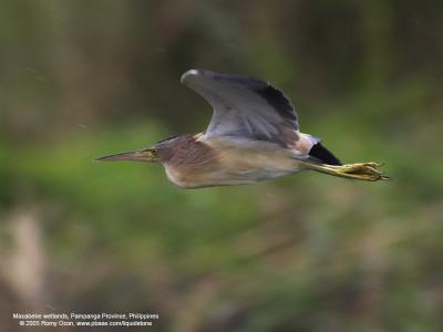 Yellow Bittern 

Scientific name - Ixobrychus sinensis 

Habitat - Freshwater wetlands. 

[1DMII + 400 5.6L, hand held] 

