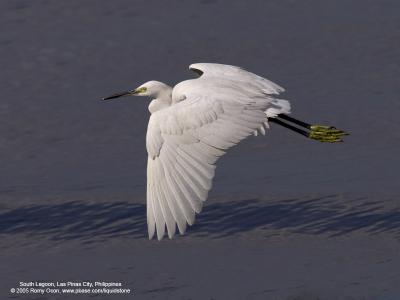 Little Egret 

Scientific name: Egretta Garzetta 

Habitat: Coastal marsh and tidal flats to ricefields. 

[1DMII + 400 5.6L, hand held] 
