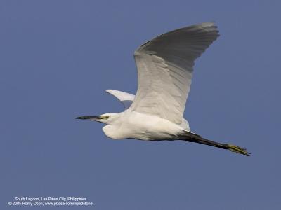 Little Egret 

Scientific name: Egretta Garzetta 

Habitat: Coastal marsh and tidal flats to ricefields. 

[1DMII + 400 5.6L, hand held]