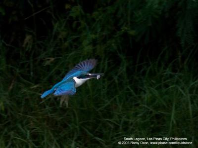 Collared Kingfisher 

Scientific name: Todiramphus chloris 

Habitat: Coastal areas to open country, but seldom in forest 

[1DMII + 400 5.6L, hand held] 

