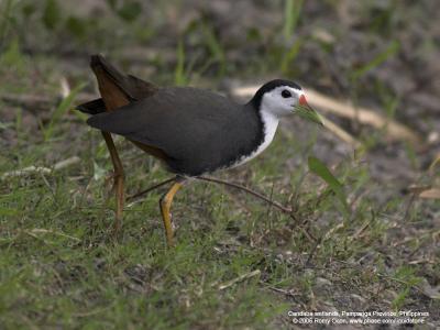 White-Breasted Waterhen 

Scientific name - Amaurornis phoenicurus 

Habitat - Wetter areas - grasslands, marshes and mangroves. 

[1DMII + 400 5.6L, hand held]
