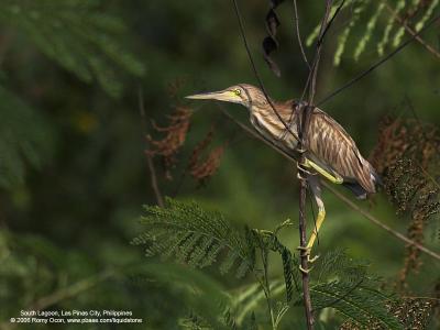 Yellow Bittern 

Scientific name - Ixobrychus sinensis 

Habitat - Freshwater wetlands. 

[1DMII + 400 5.6L, hand held] 

