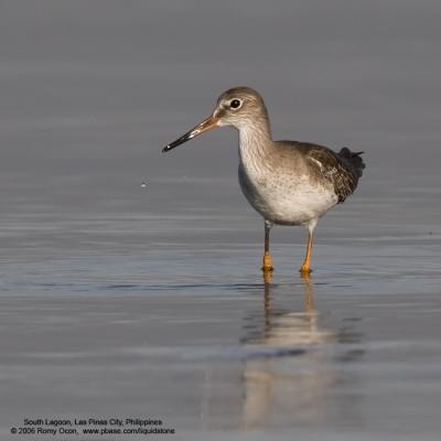 Common Redshank 

Scientific name - Tringa totanus 

Habitat - Coasts to rice fields. 

[20D + Sigmonster (Sigma 300-800 DG)] 
