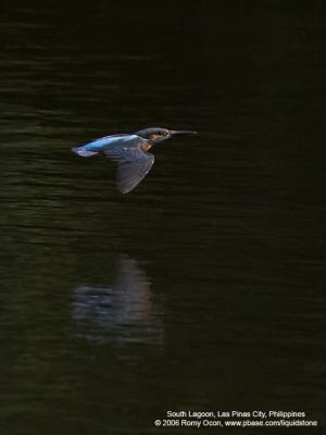 Common Kingfisher 

Scientific Name - Alcedo atthis 

Habitat - Along coasts, fish ponds and open rivers. 

[1DMII + 400 5.6L, hand held] 
