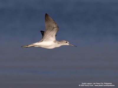 Common Greenshank 

Scientific name - Tringa nebularia 

Habitat - Coasts to rice fields. 

[1DM2 + 400 5.6L, hand held]
