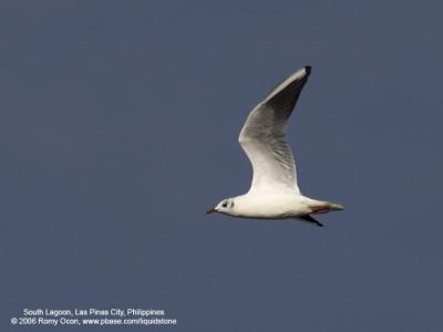 Black-Headed Gull 

Scientific name - Larus ridibundus 

Habitat - Uncommon along coast at river mouths, in bays, mud and coral flats, and ricefields. 

[1DM2 + 400 5.6L, hand held)