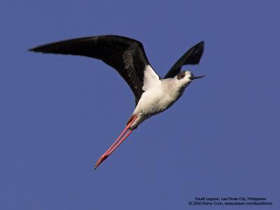 Black-winged Stilt 

Scientific name: Himantopus himantopus 

Habitat: Wetlands from coastal mudflats to ricefields 

[1DMII + 400 5.6L, hand held] 
