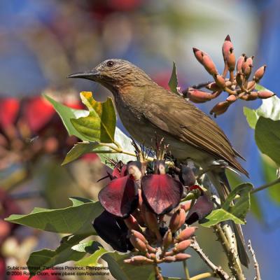 Philippine Bulbul 
(a Philippine endemic) 

Scientific name - Hypsipetes philippinus 

Habitat - Forest edge, advanced second growth and forest. 

[20D + Sigmonster (Sigma 300-800 DG)] 
