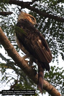 Philippine Hawk-Eagle 
(a Philippine endemic, immature) 

Scientific name - Spizaetus philippensis 

Habitat - Uncommon in forest from the lowlands to over 1900 m. 

[20D + Sigmonster (Sigma 300-800 DG)]