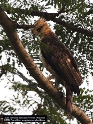 Philippine Hawk-Eagle 
(a Philippine endemic, immature) 

Scientific name - Spizaetus philippensis 

Habitat - Uncommon in forest from the lowlands to over 1900 m. 

[20D + Sigmonster (Sigma 300-800 DG)]
