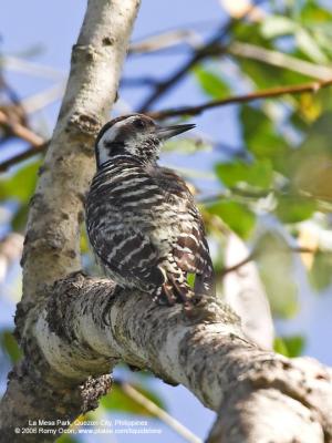 Philippine Pygmy Woodpecker 
(a Philippine endemic) 

Scientific name - Dendrocopos maculatus 

Habitat - Lowland and montane forest and edge. 

[20D + Sigmonster (Sigma 300-800 DG)]