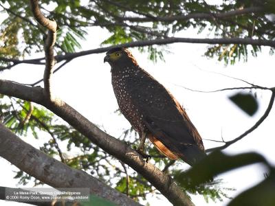 Philippine Serpent-Eagle 
(a Philippine endemic) 

Scientific name - Spilornis holospilus 

Habitat - Forest from lowlands to over 2000 m. 

[20D + Sigmonster (Sigma 300-800 DG)] 
