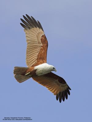 Brahminy Kite 

Scientific name - Haliastur indus 

Habitat - Open areas often near water, and also in mountains to 1500 m 

[1DM2 + 400 5.6L, hand held] 

