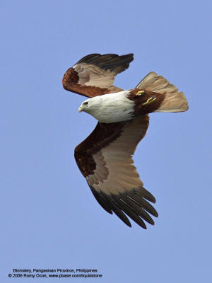 Brahminy Kite 

Scientific name - Haliastur indus 

Habitat - Open areas often near water, and also in mountains to 1500 m 

[1DM2 + 400 5.6L, hand held] 
