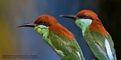 Bee-eater breeding season at Subic