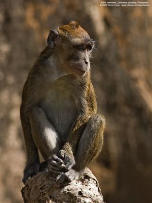 Philippine Macaque

[1DM2 + 400 5.6L, hand held]